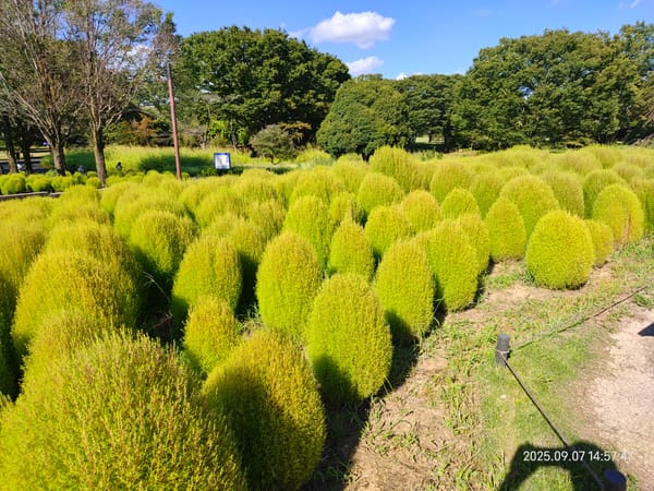 受託開発とSESの違いを徹底解説